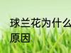 球兰花为什么不开花 球兰花不开花的原因